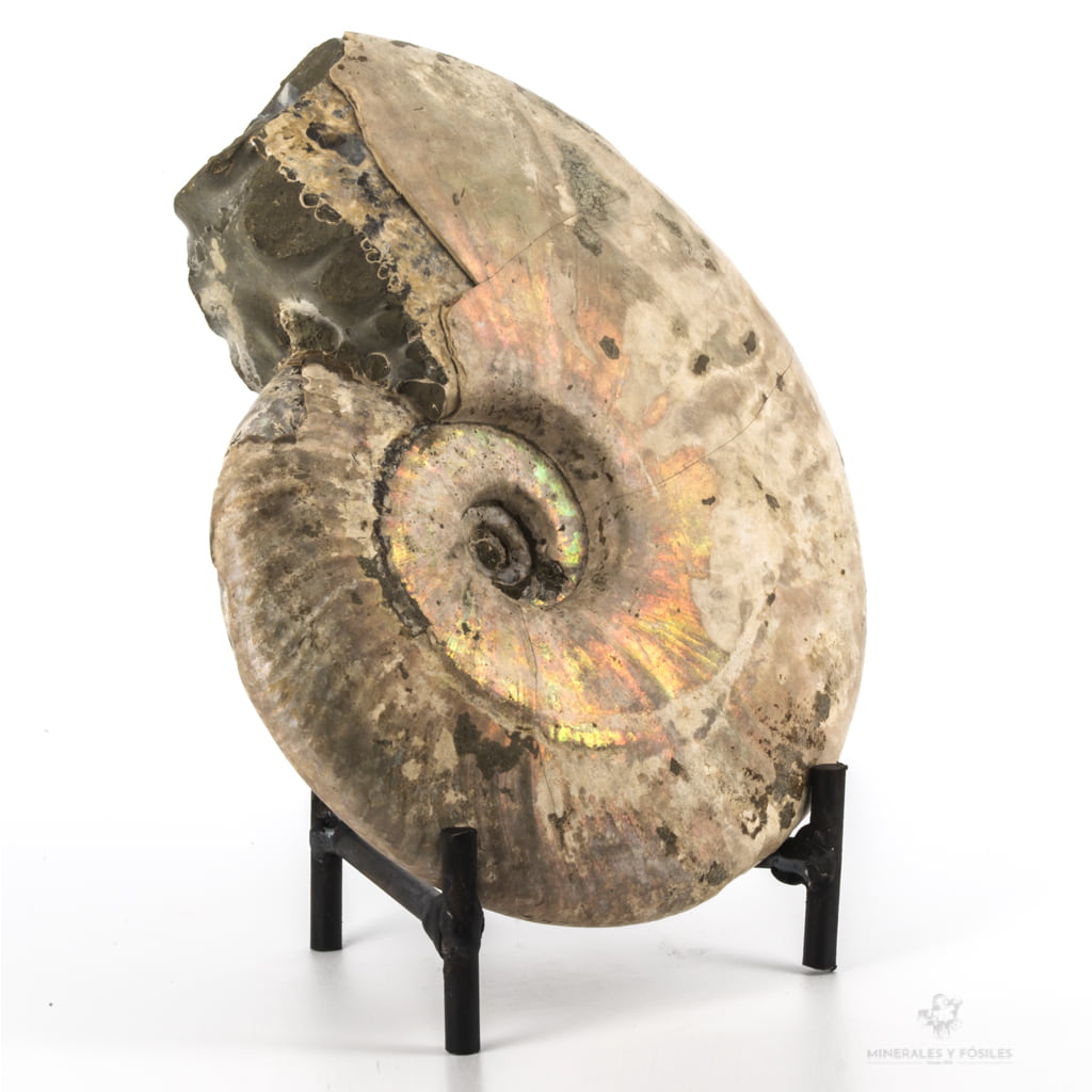 AMMONITES CLEONICERAS NACARADO