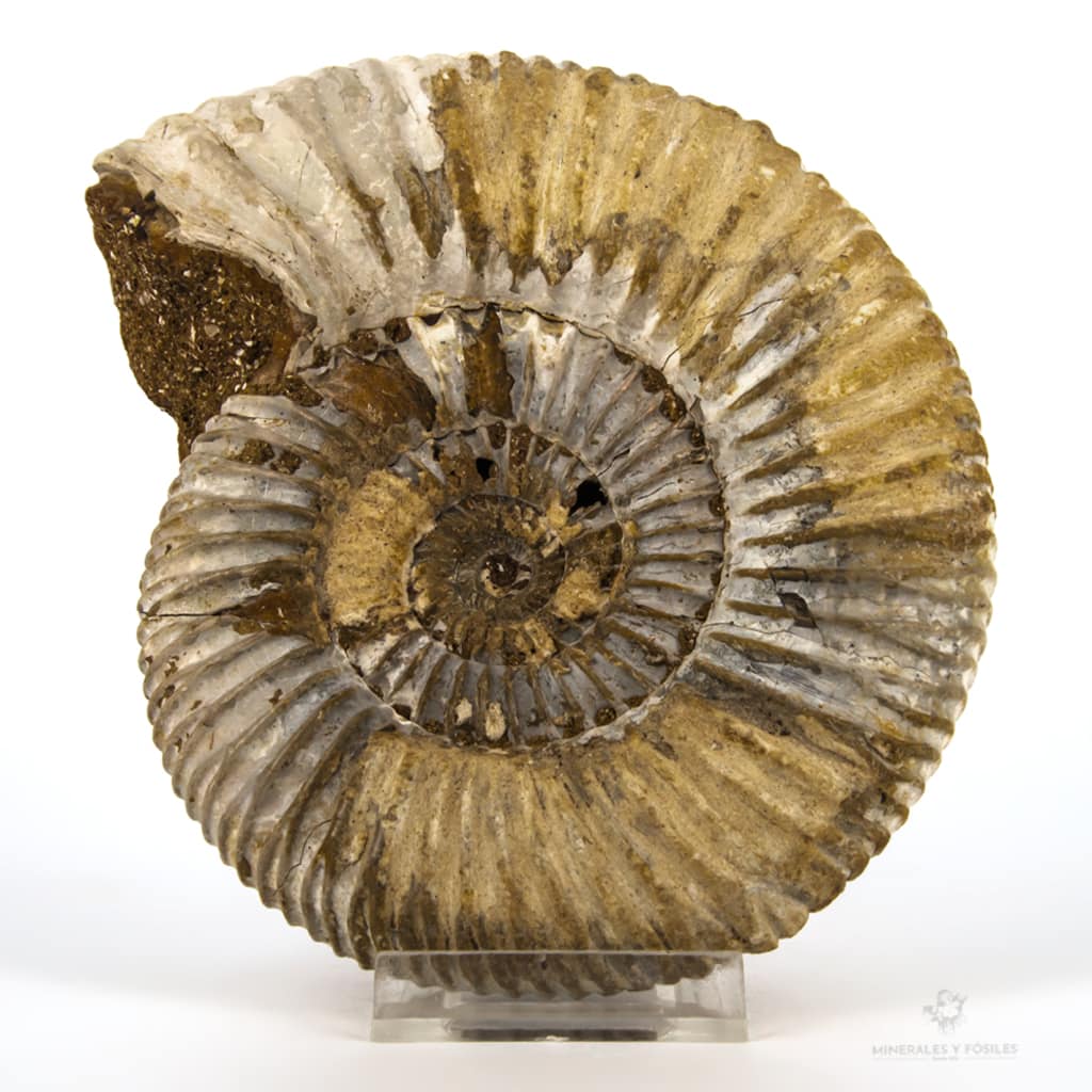 AMMONITES PERISPHINCTES madagascarAMMONITES PERISPHINCTES VIRGULOIDES EXTRA