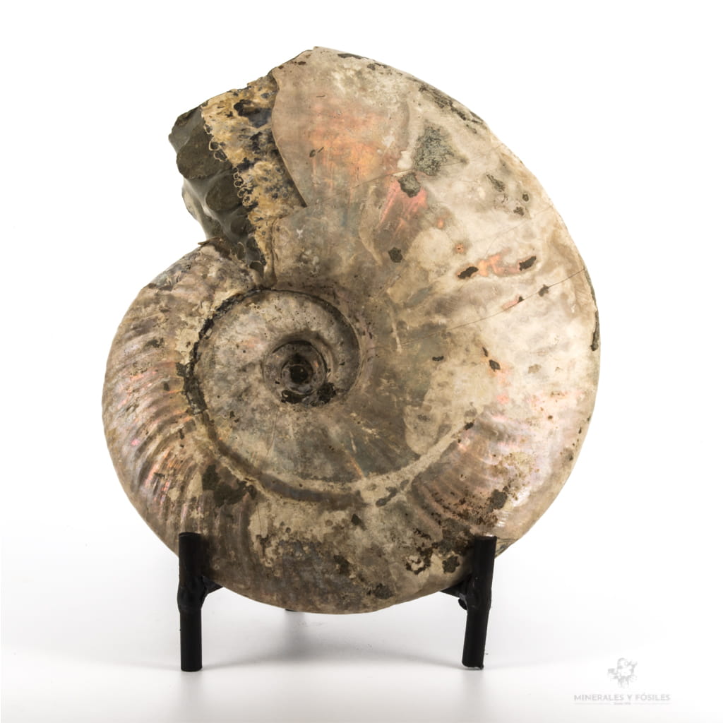 AMMONITES CLEONICERAS NACARADO MADAGASCAR