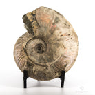 AMMONITES CLEONICERAS NACARADO MADAGASCAR