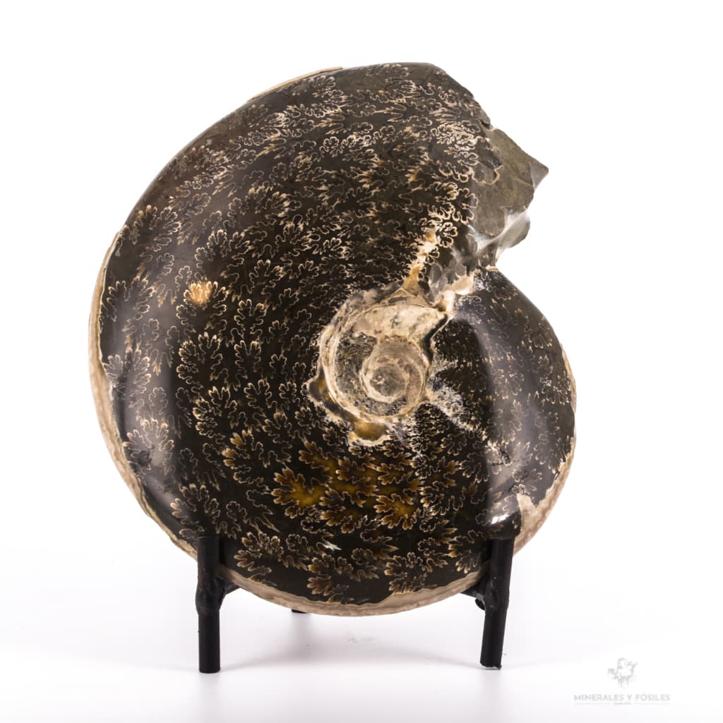 AMMONITES CLEONICERAS