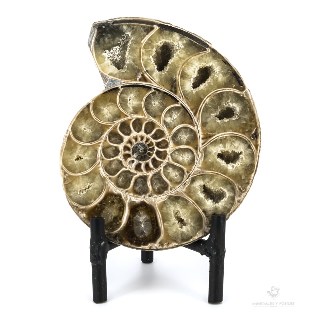 AMMONITES CLEONICERAS BESAIRIEI CORTADO