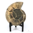 AMMONITES CLEONICERAS BESAIRIEI brillante