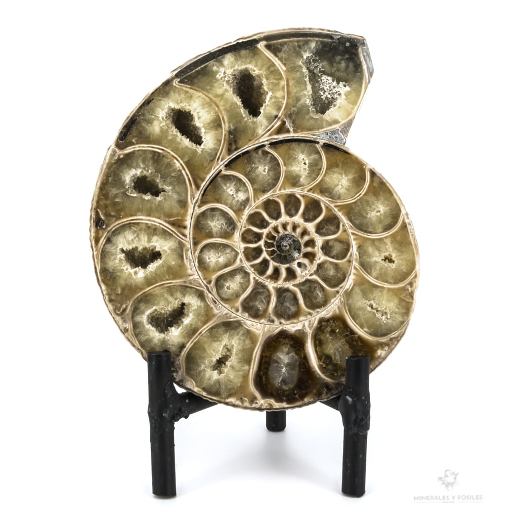 AMMONITES CLEONICERAS BESAIRIEI CORTADO