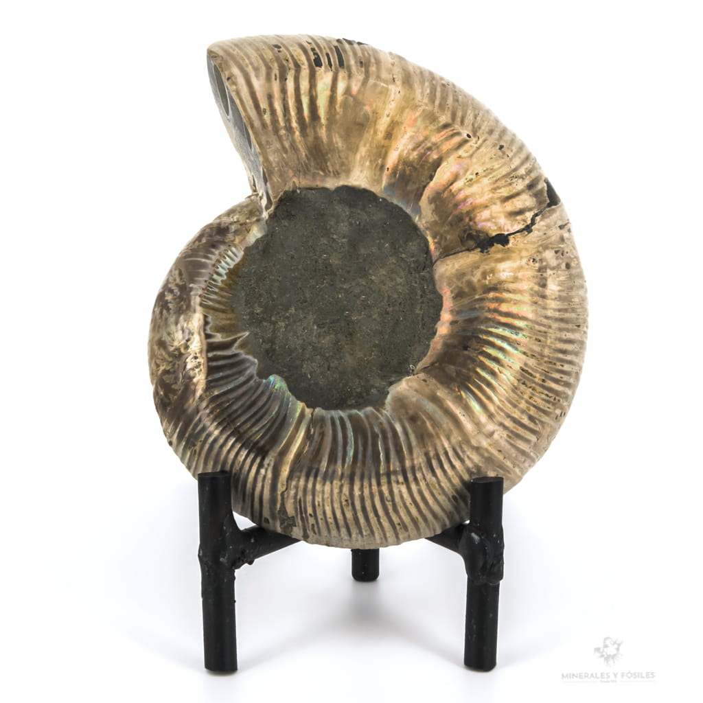 AMMONITES CLEONICERAS BESAIRIEI iridiscente