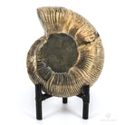 AMMONITES CLEONICERAS BESAIRIEI iridiscente