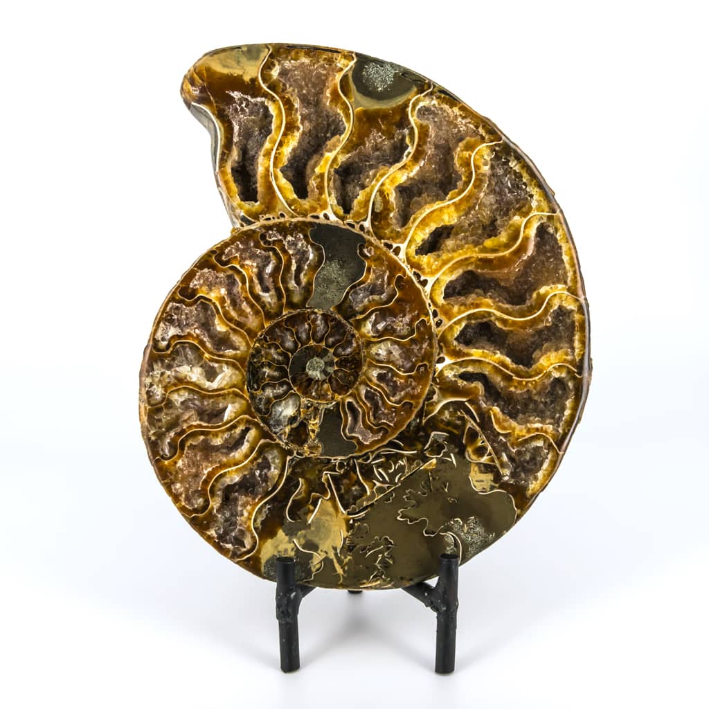 AMMONITES CLEONICERAS CORTADO EXTRA