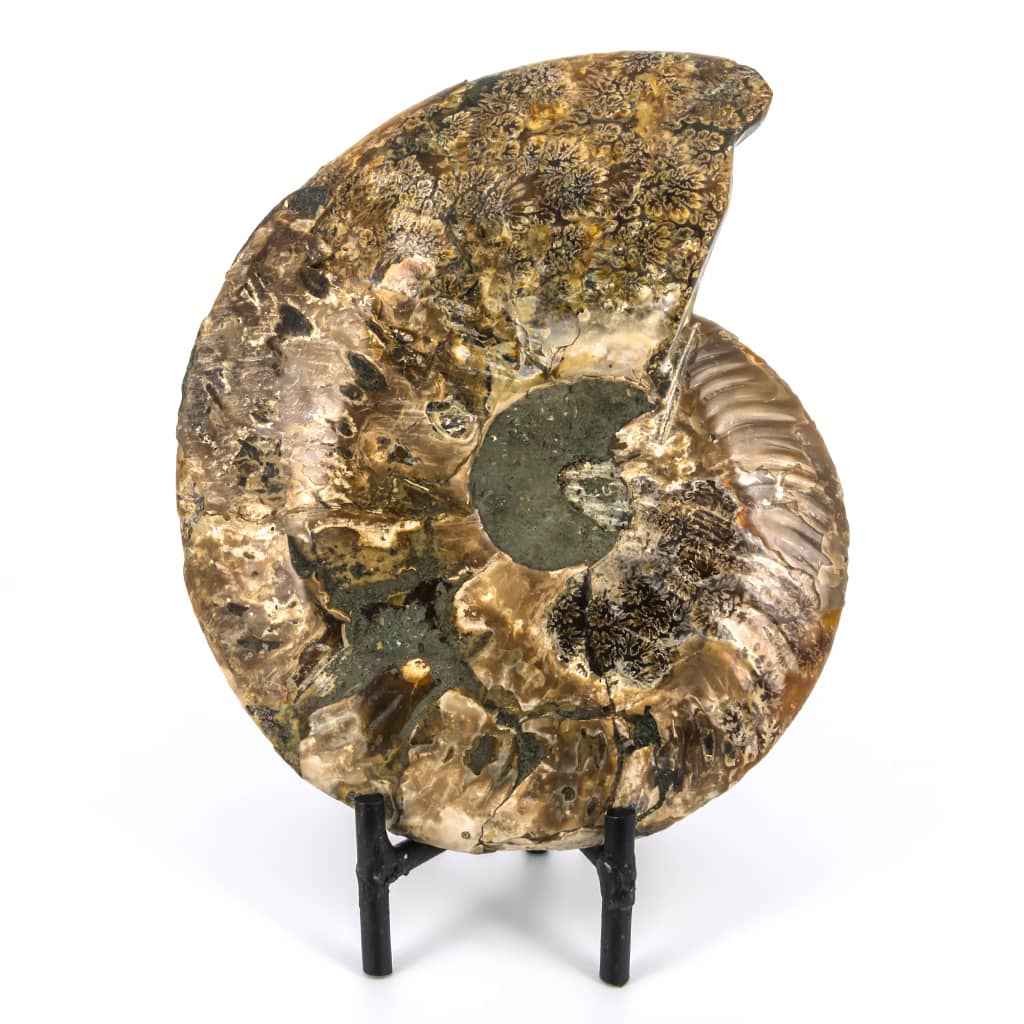 AMMONITES CLEONICERAS madagascar