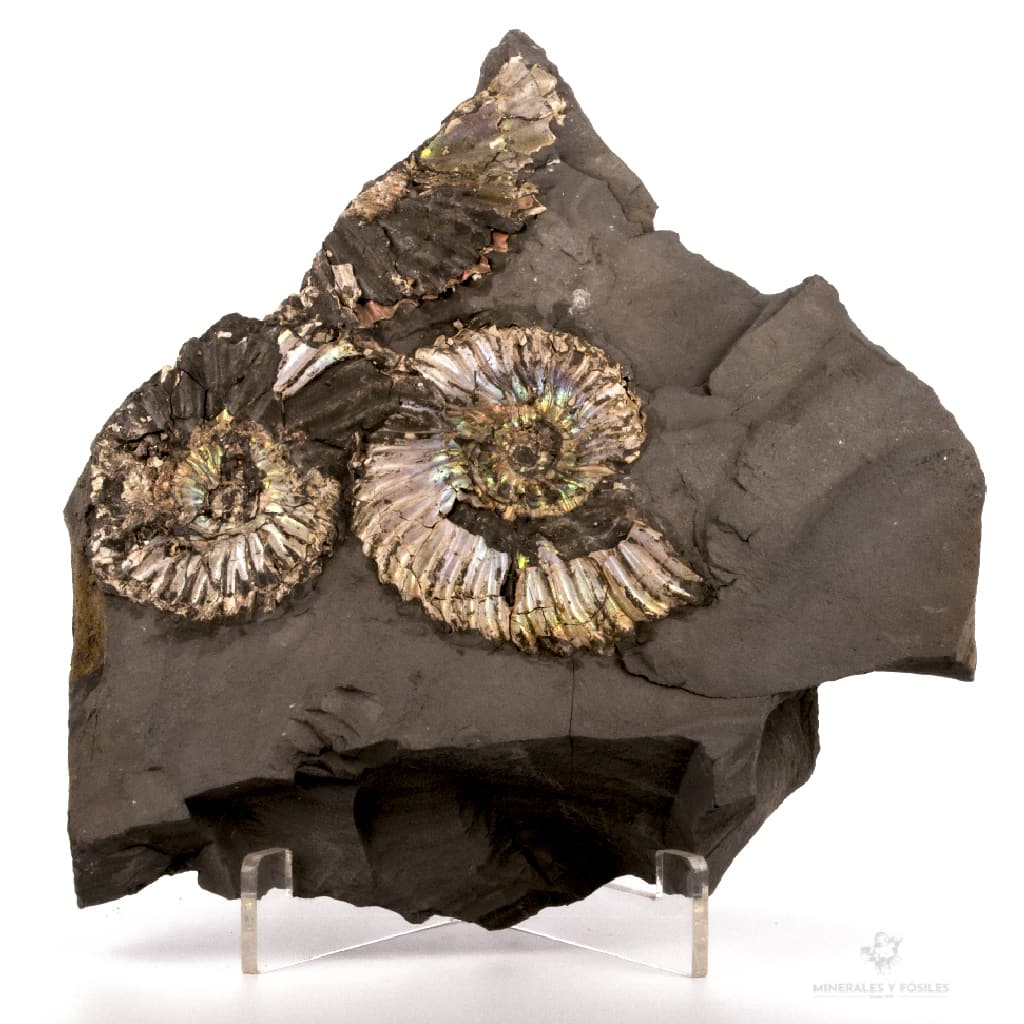 AMMONITES QUEENSTEDTOCERAS EN MATRIZ