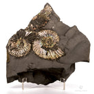 AMMONITES QUEENSTEDTOCERAS EN MATRIZ