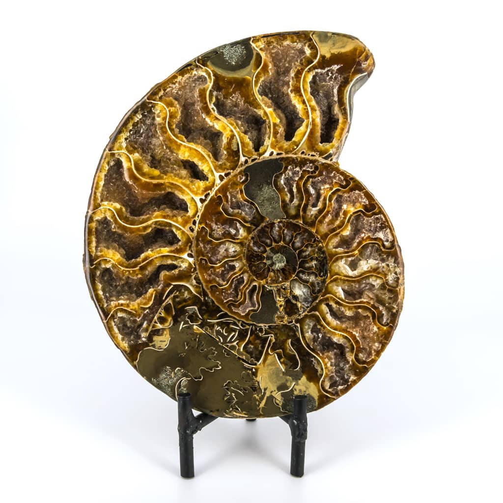 AMMONITES CLEONICERAS CORTADO EXTRA