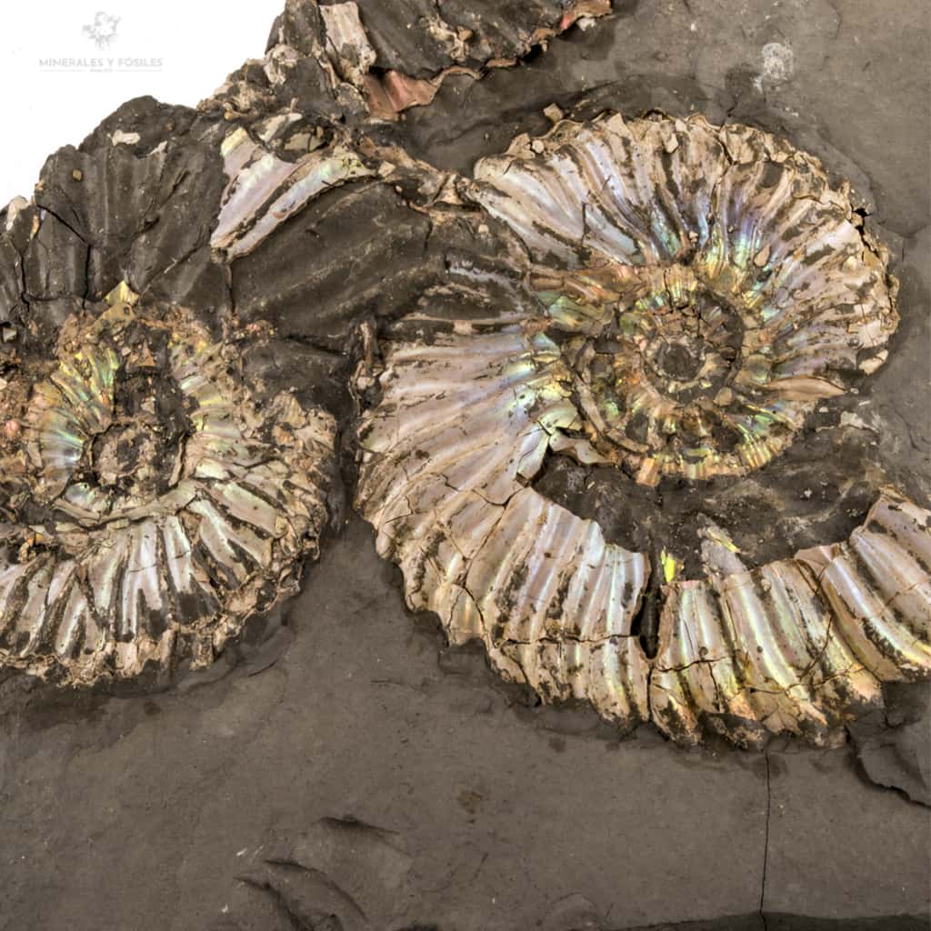 AMMONITES QUEENSTEDTOCERAS EN MATRIZ