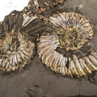 AMMONITES QUEENSTEDTOCERAS EN MATRIZ