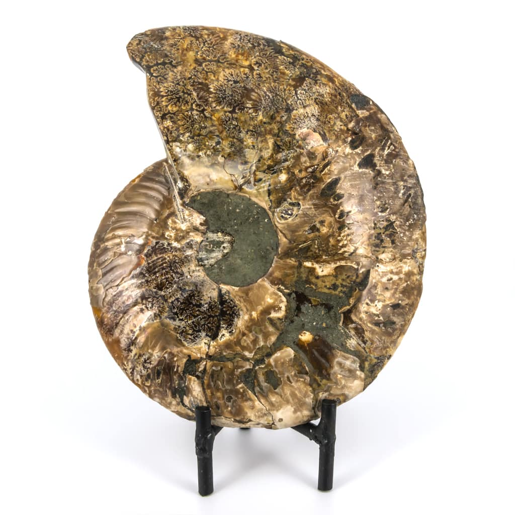 AMMONITES CLEONICERAS iridiscente