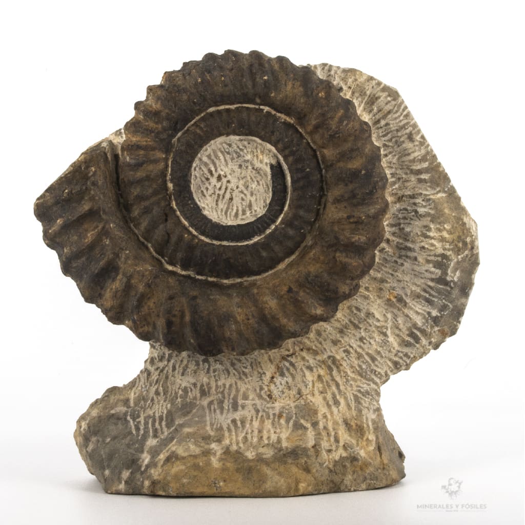 Ammonites anetoceras alnif