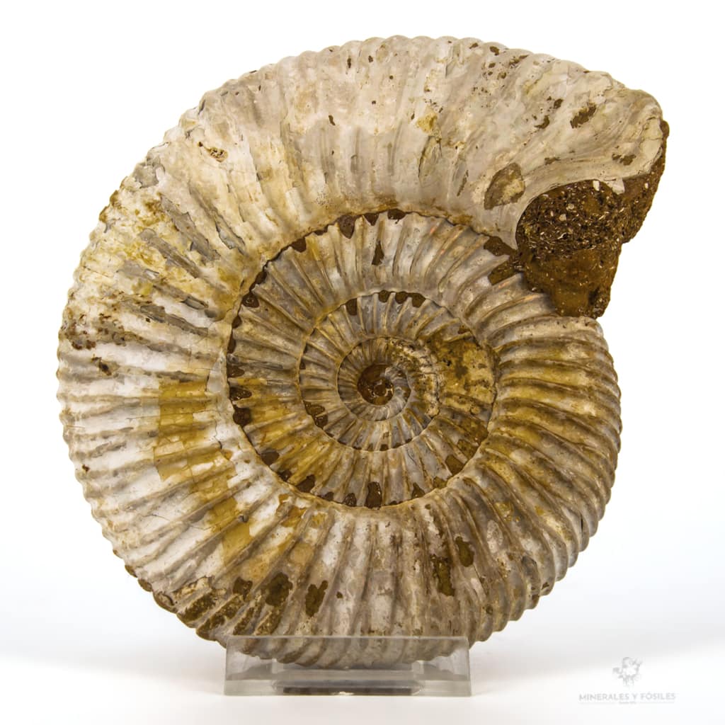 AMMONITES PERISPHINCTES EXTRA