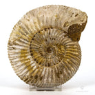 AMMONITES PERISPHINCTES EXTRA