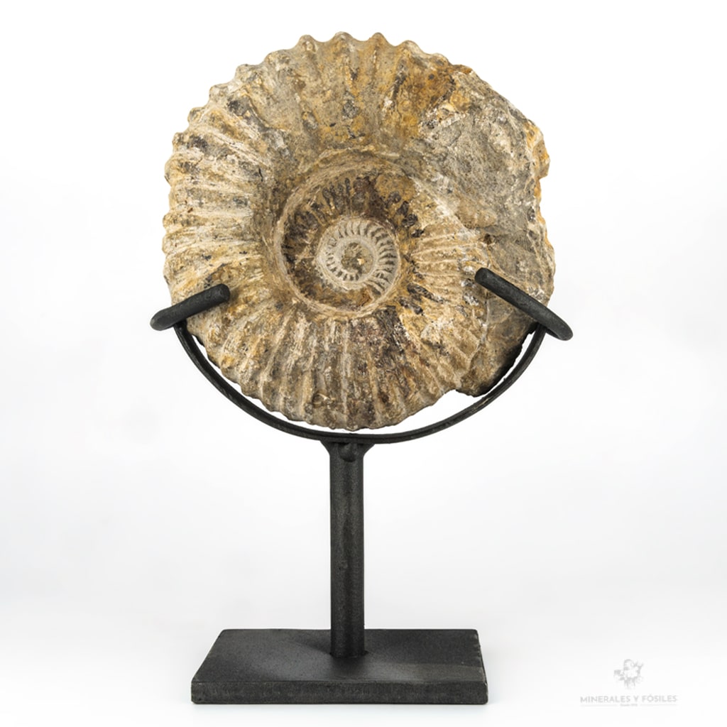 AMMONITES ACANTHOCERAS EN PEANA