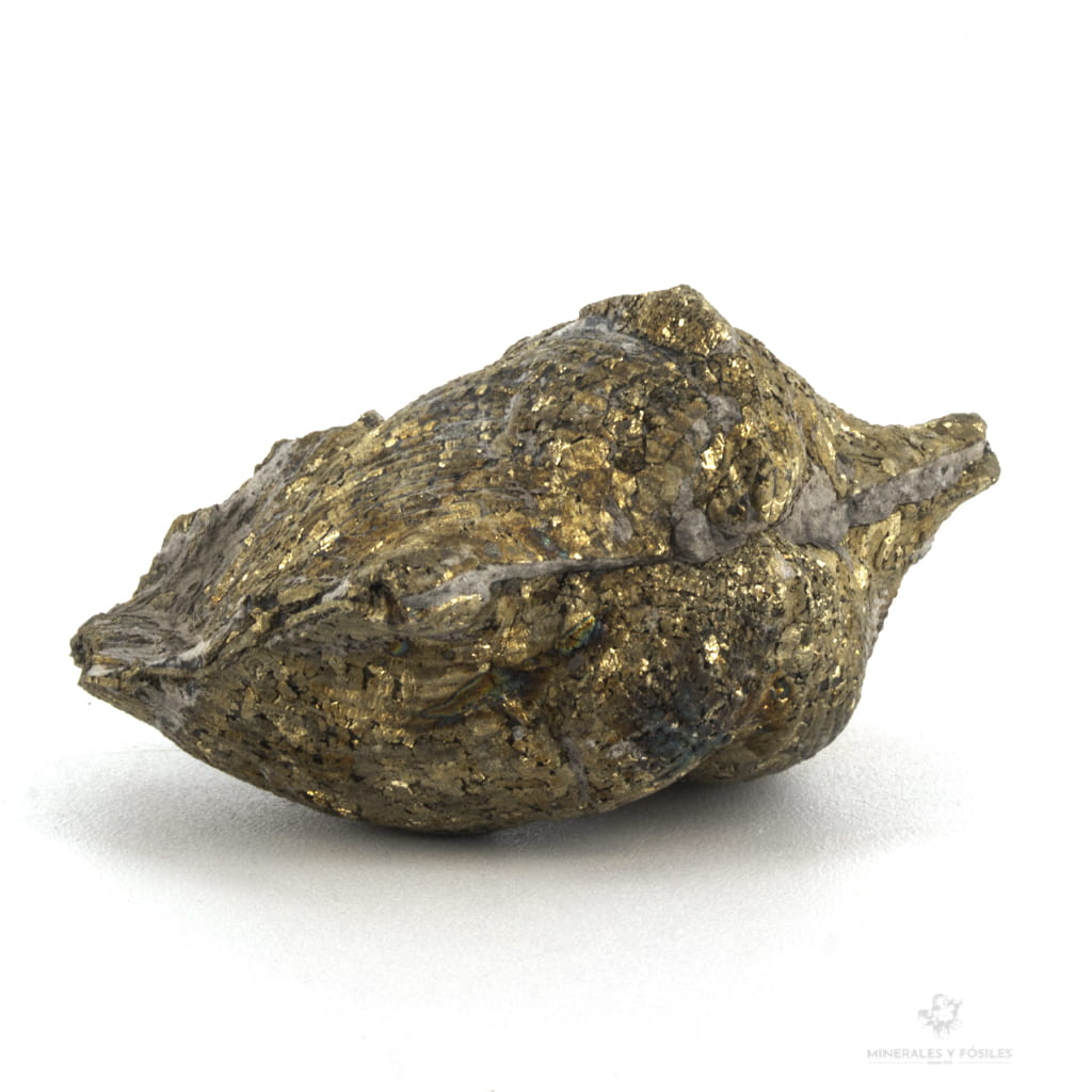 braquiopodo fosil piritizado eeuu