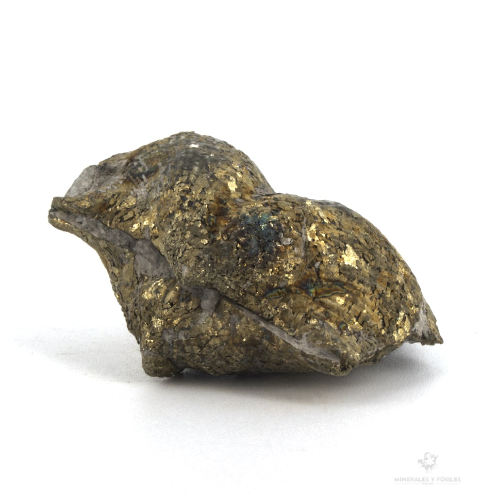 Braquiopodo fosil