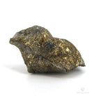 Braquiopodo fosil