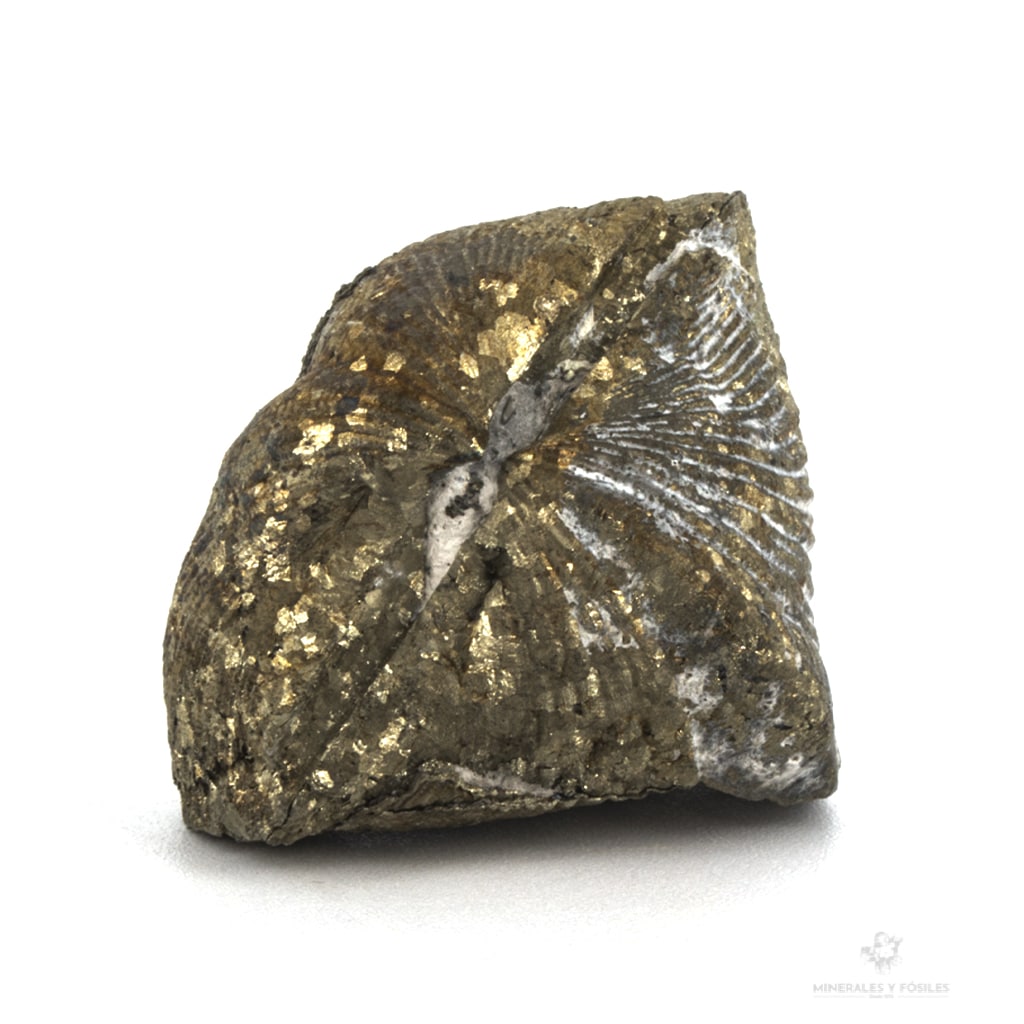 BRAQUIOPODO Paraspirifer bownockeri piritizado