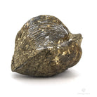Paraspirifer bownockeri piritizado