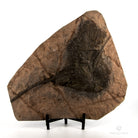 Crinoideo elegans marruecos
