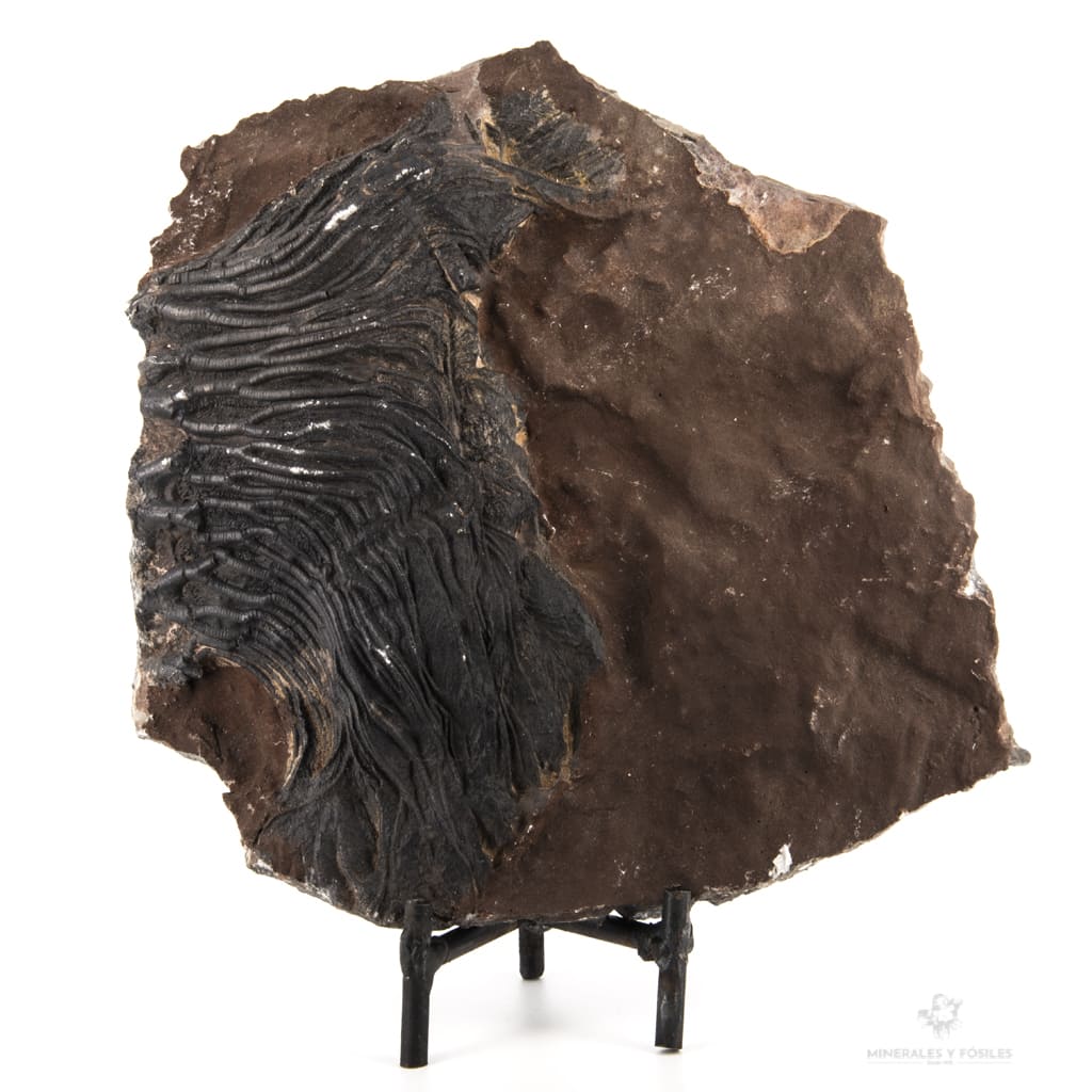 Crinoideos fósil Scyphocrinites elegans en placa