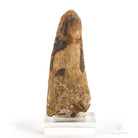 DIENTE DE SPINOSAURUS AEGYPTIACUS marruecos
