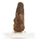 Spinosaurio dinosaurio fosil