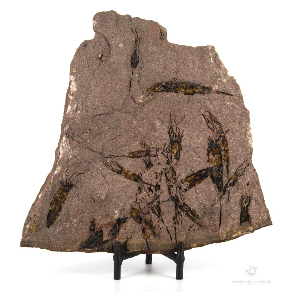 EOCRINOIDEO EN MATRIZ