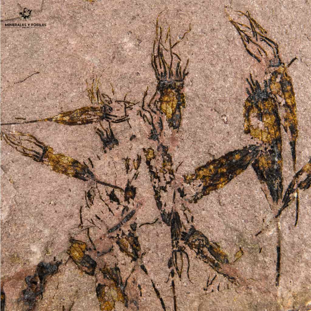 EOCRINOIDEOS
