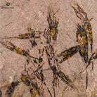 EOCRINOIDEOS