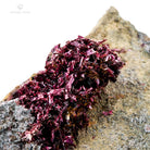 eritrina morada