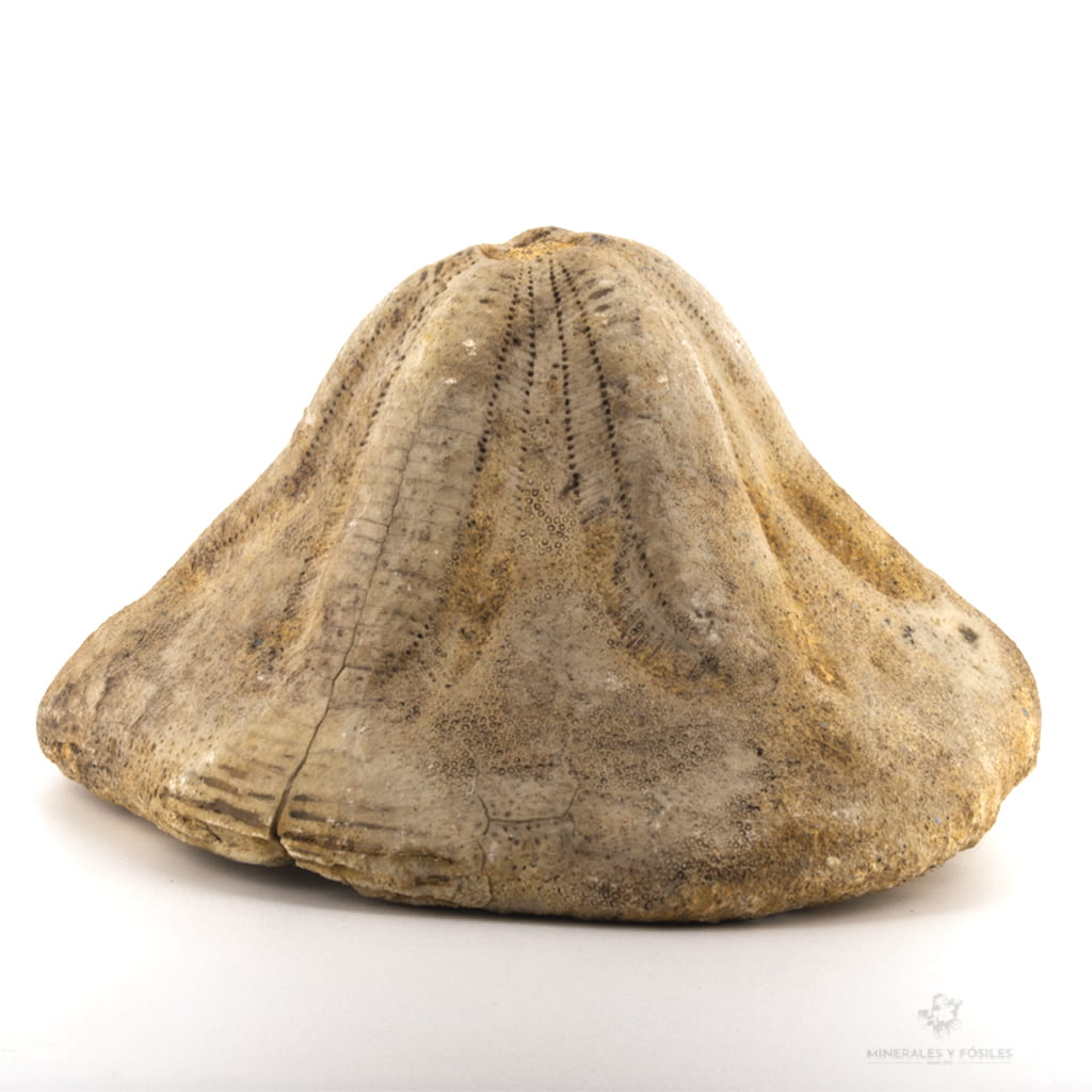 ERIZO FÓSIL CLYPEASTER PORTENTOSUS