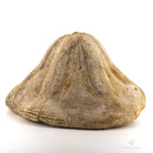 ERIZO FÓSIL CLYPEASTER PORTENTOSUS