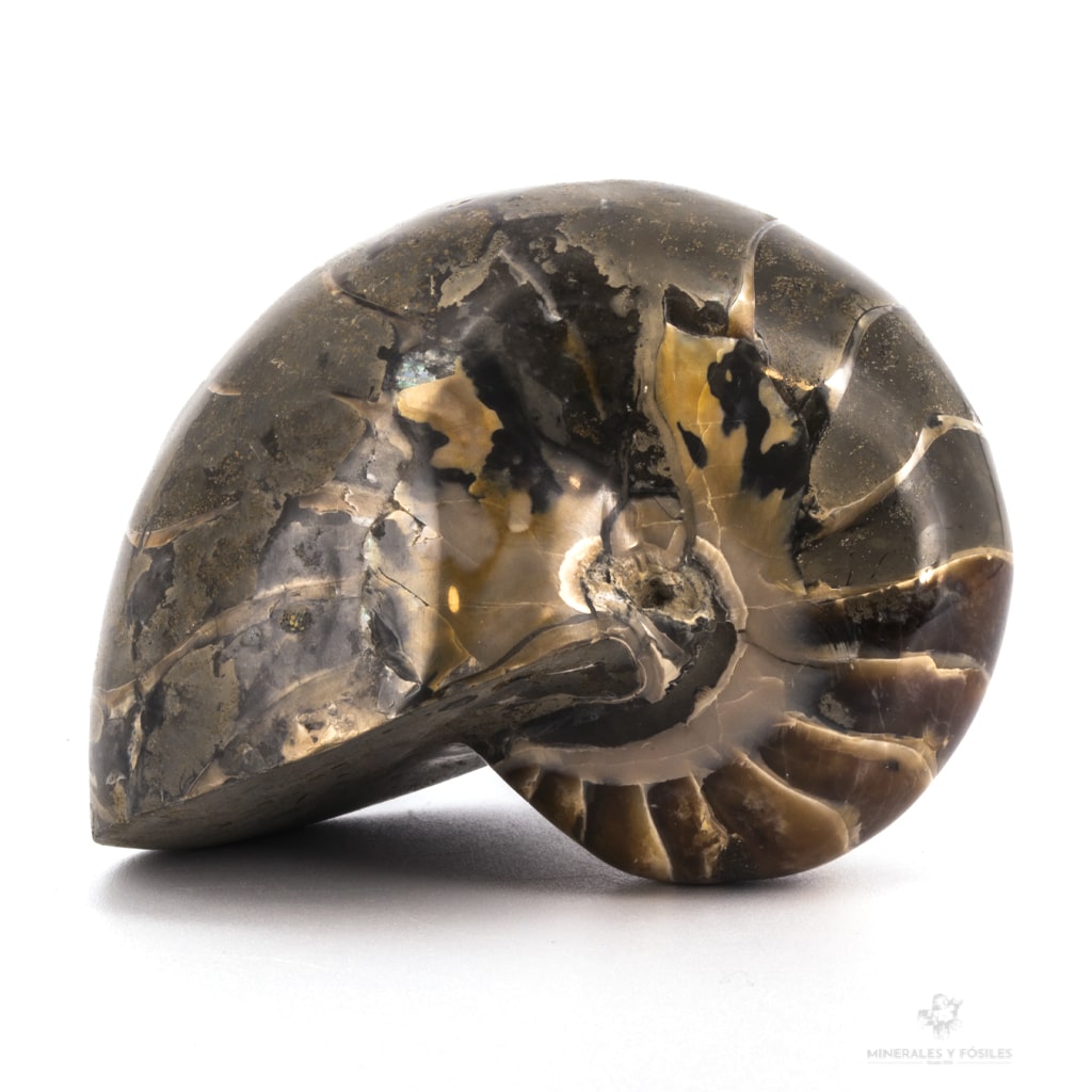 Nautilus grande fósi