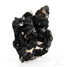Oligisto especular china