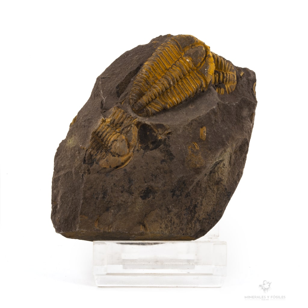 TRILOBITES CONOCORYPHE CIRINA