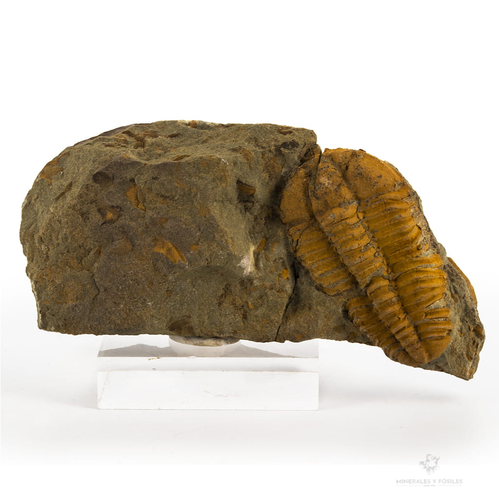 Trilobites república checa