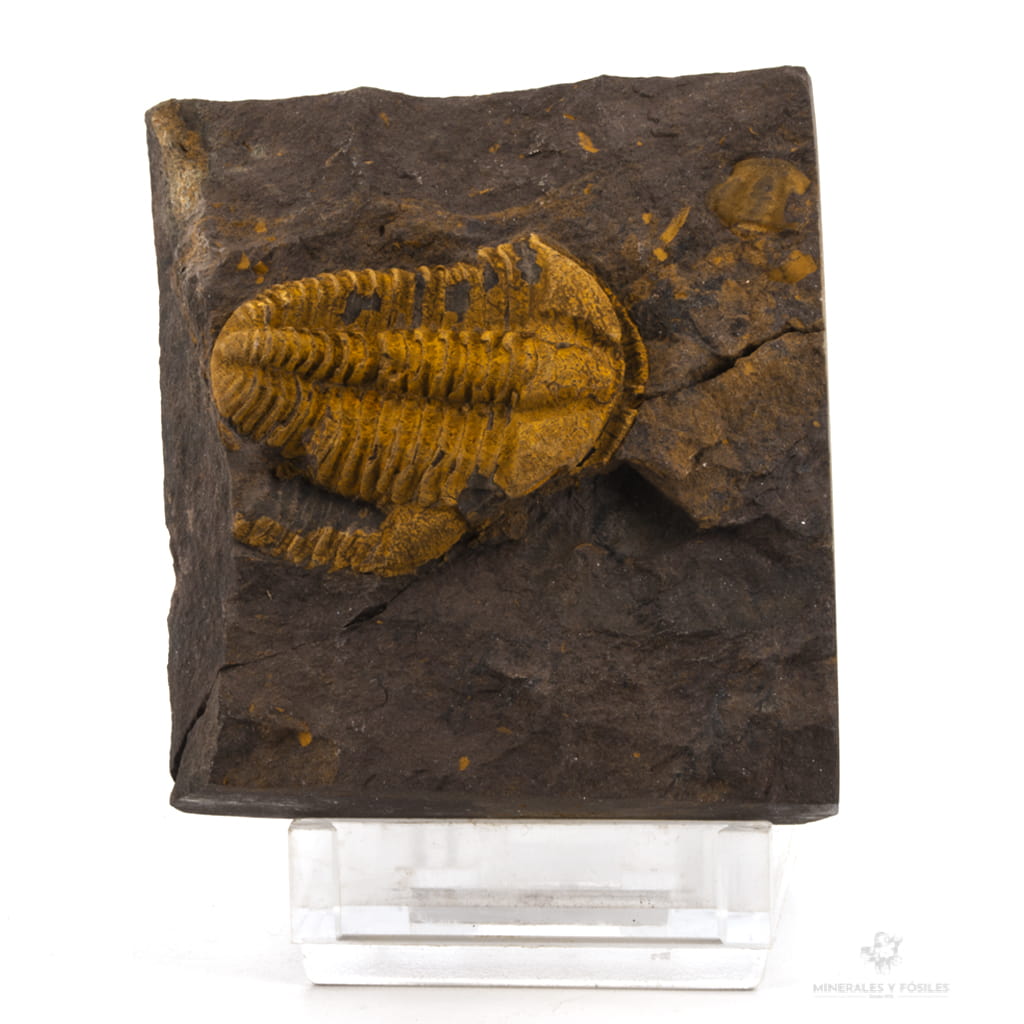TRILOBITES CONOCORYPHE CIRINA en matriz