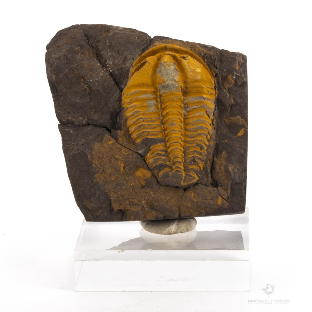 Trilobites república checa jince
