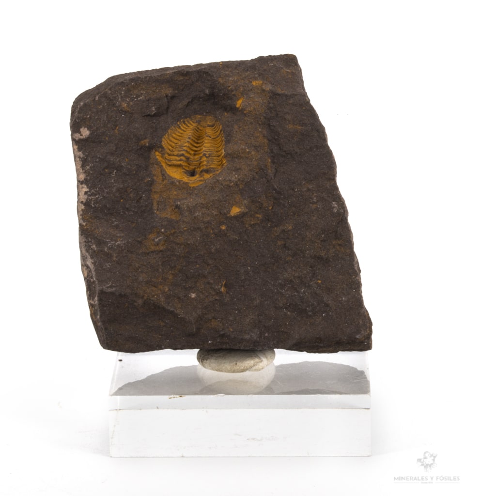 Negativo trilobites chequia