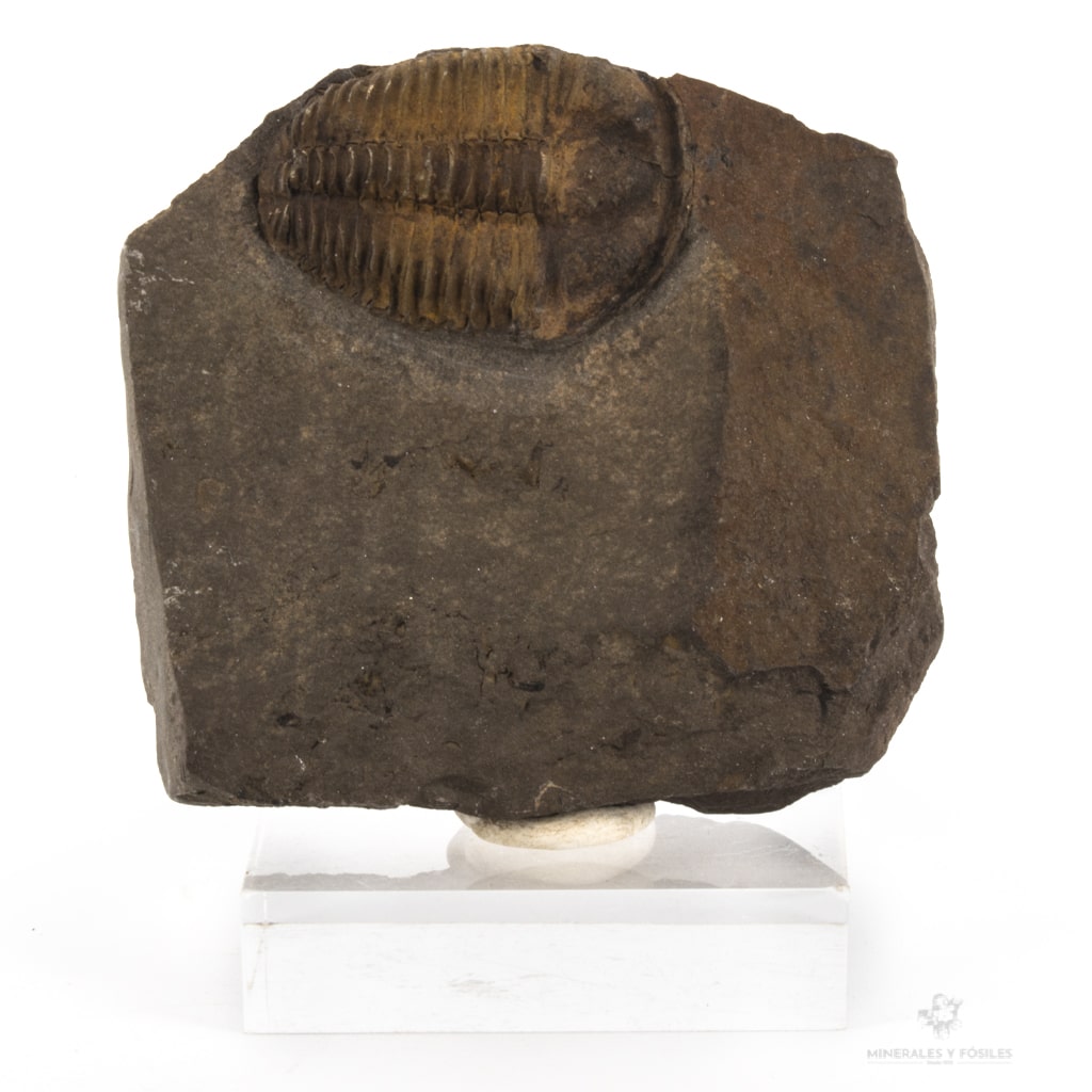Trilobites jince
