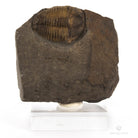 Trilobites jince