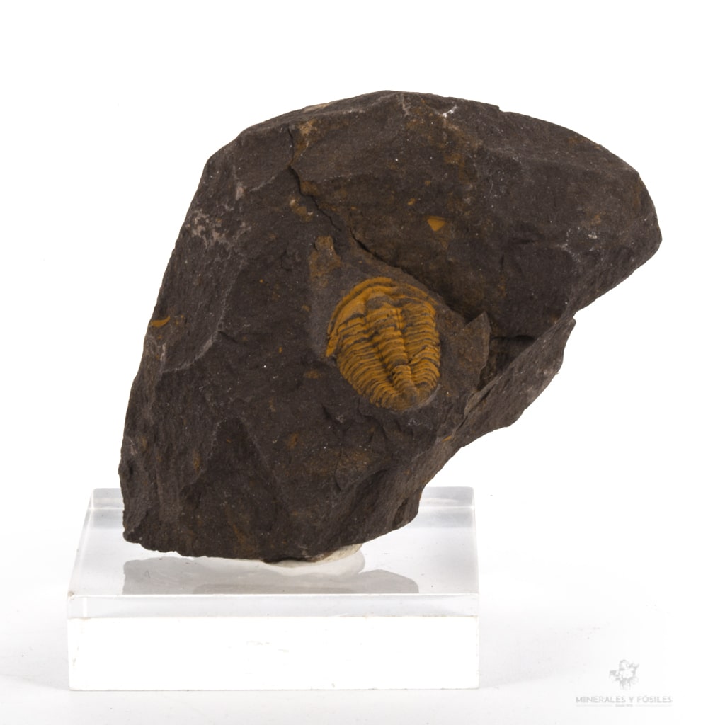 Trilobites conocoryphe cirina de estratos de jince