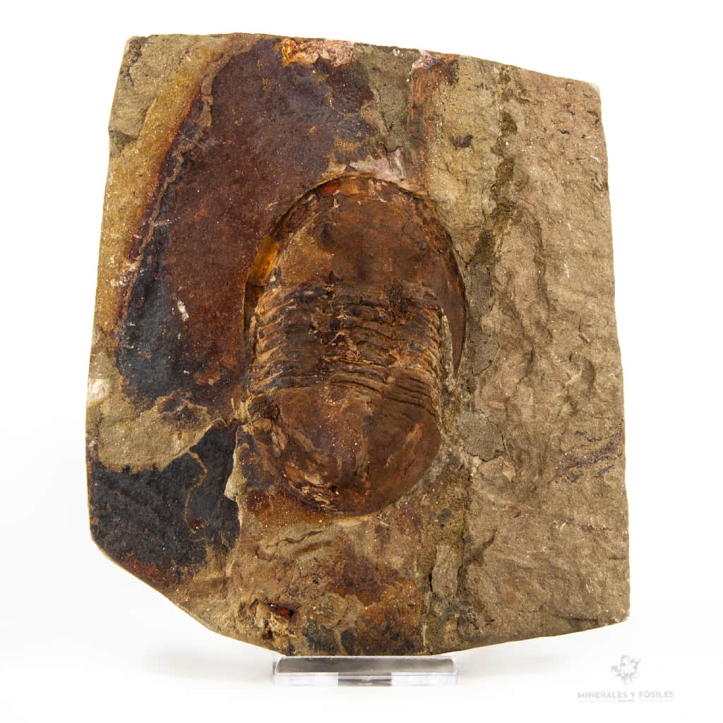 TRILOBITES ASAPHID SP