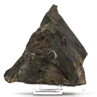 TRILOBITES ELIPSOCEPHALUS HOFFI