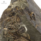 TRILOBITES ELIPSOCEPHALUS HOFFI